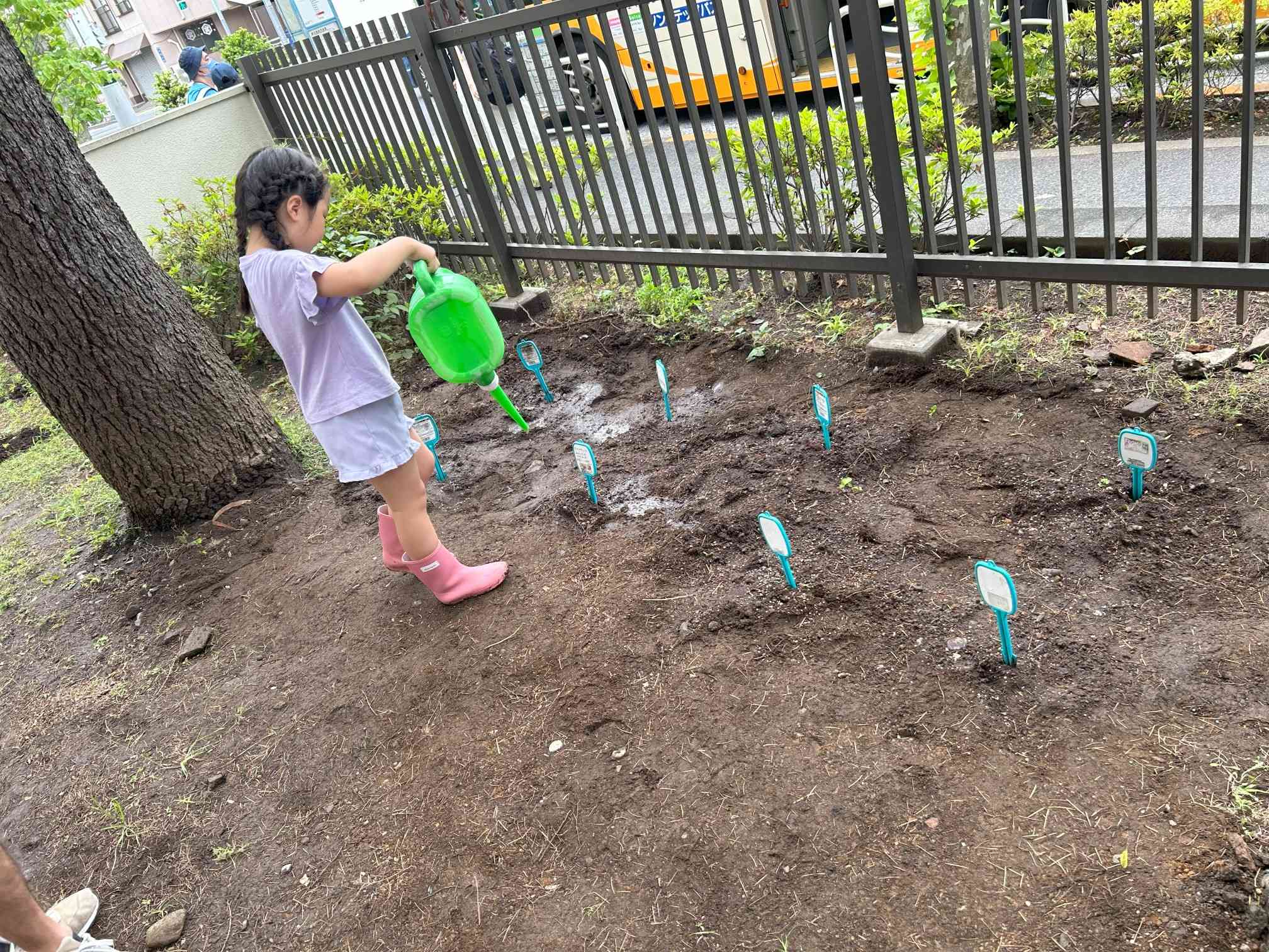 ど根性ひまわり④